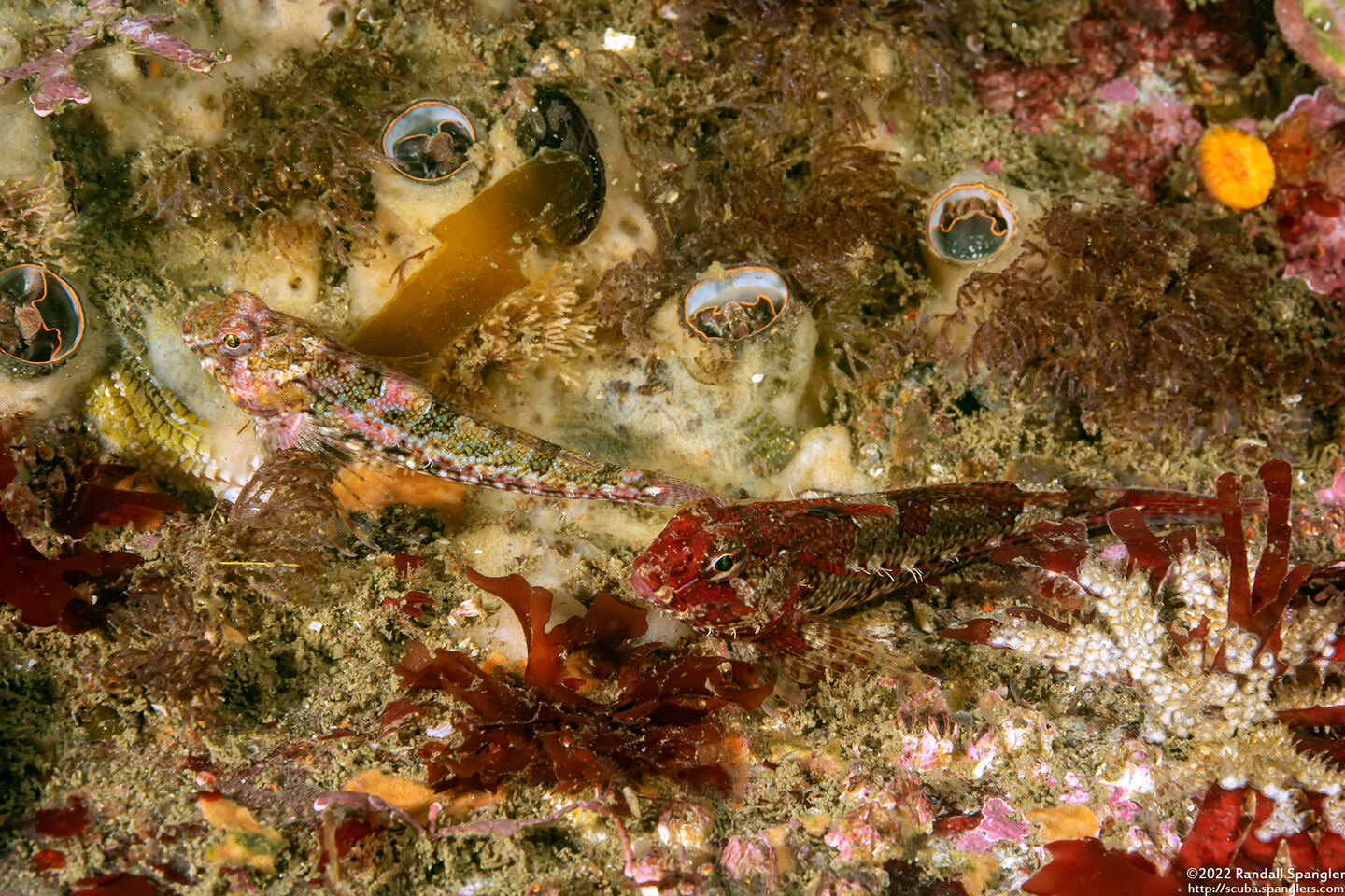 Orthonopias triacis (Snubnose Sculpin)
