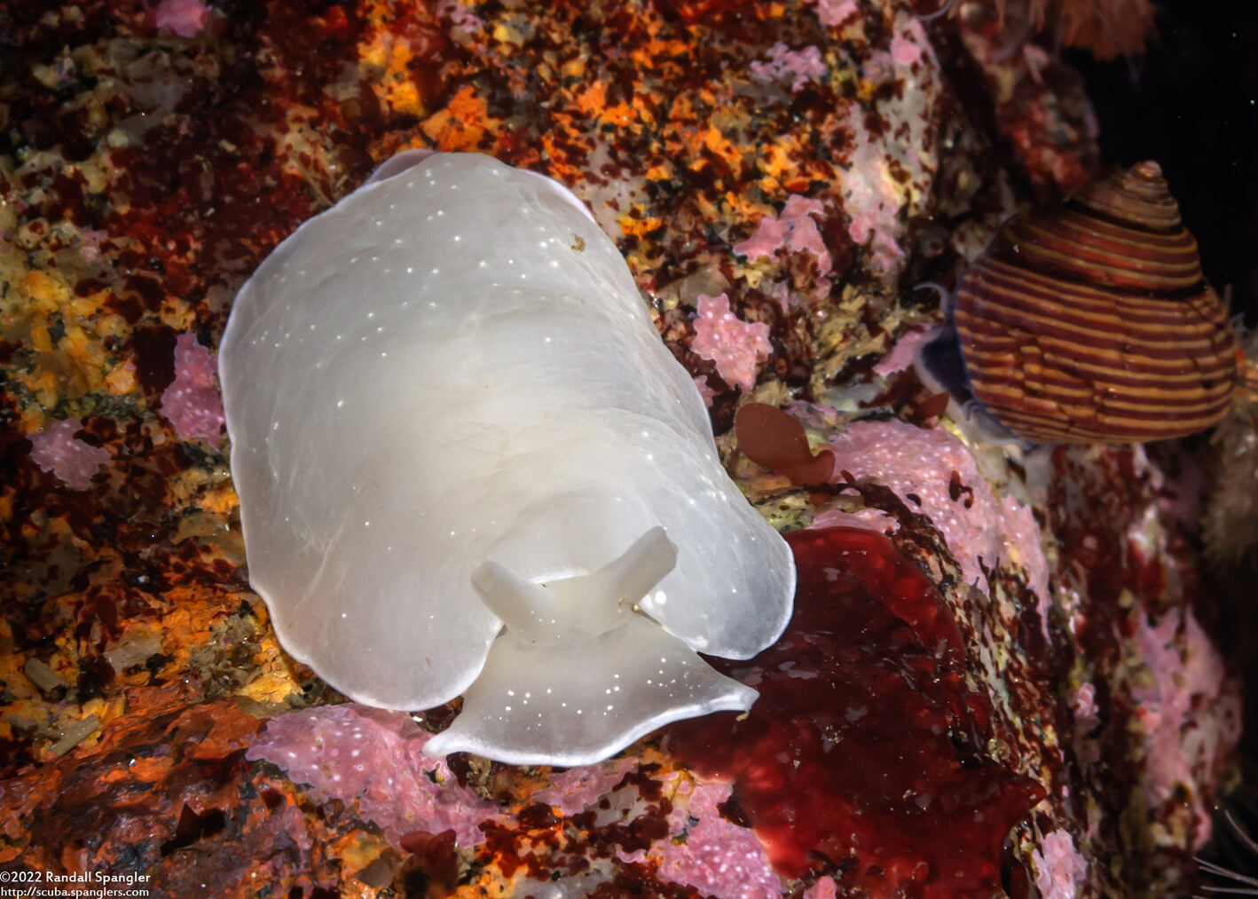 Berthella chacei (White Berthella)