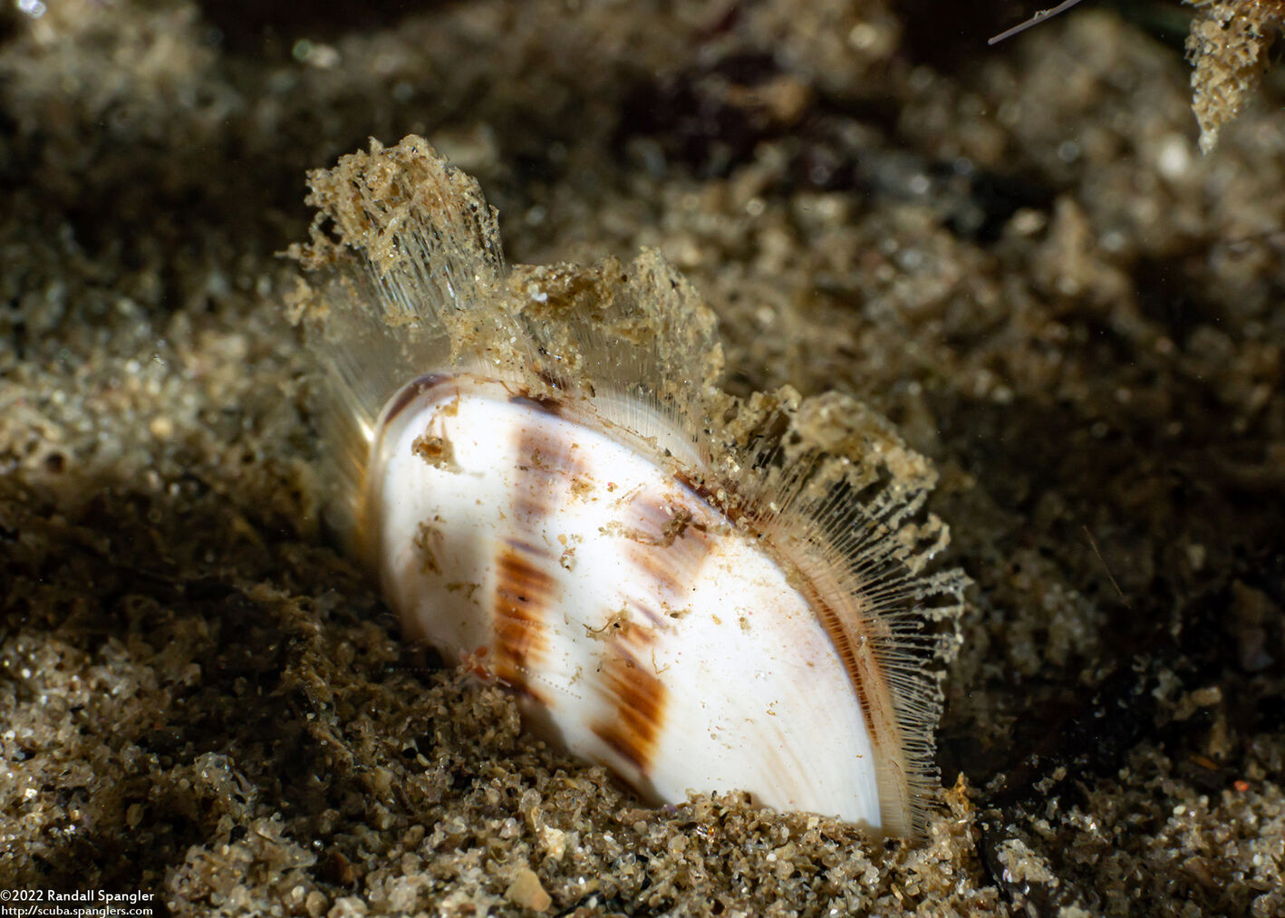 Glottidia albida (Stalked Brachiopod)