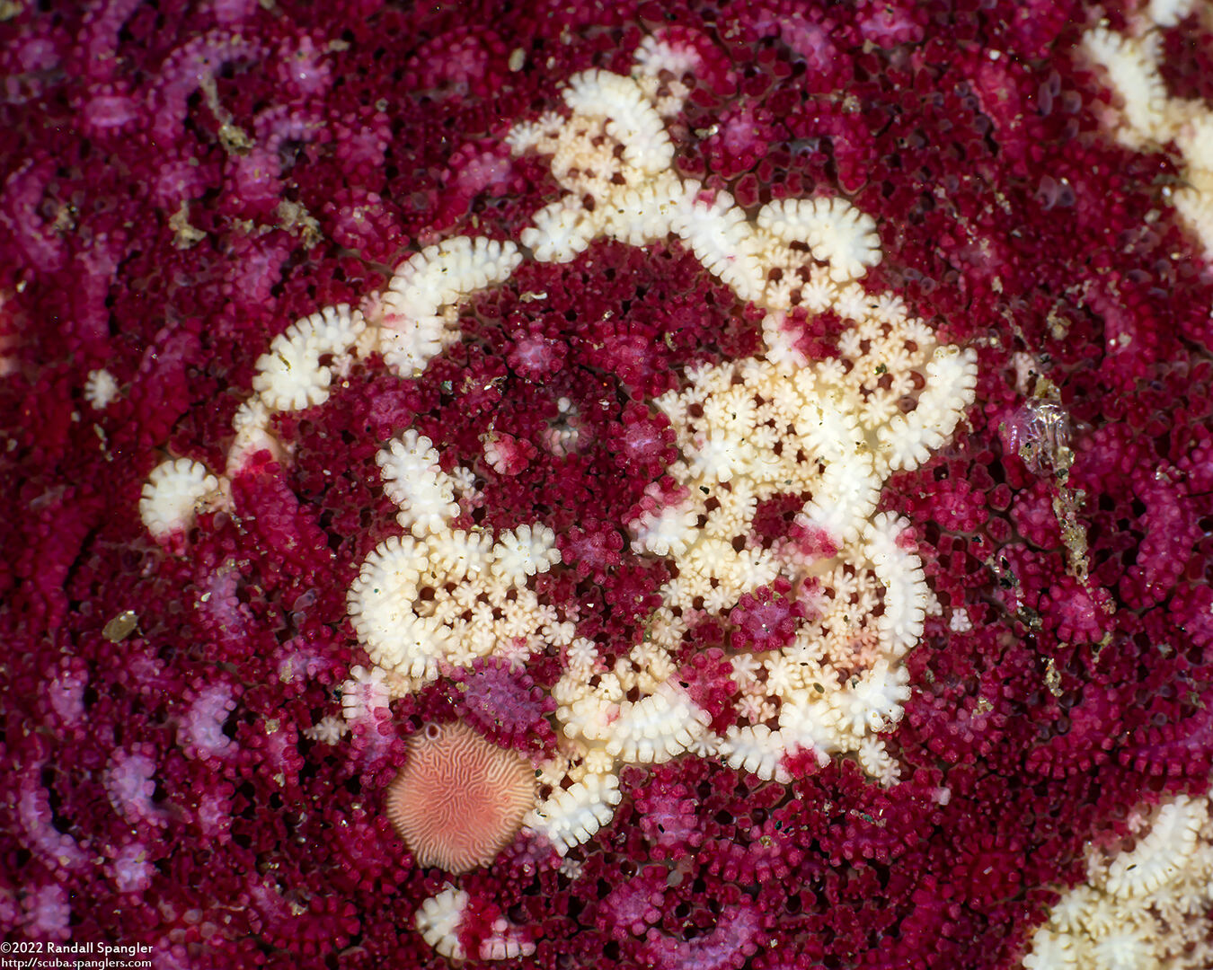 Patiria miniata (Bat Star)