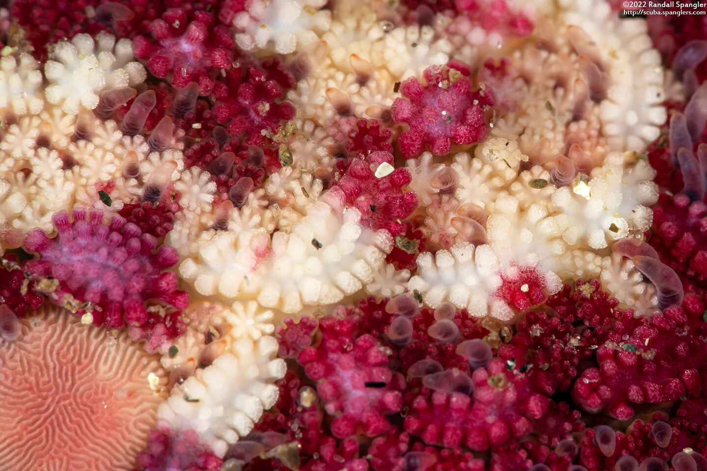 Patiria miniata (Bat Star)