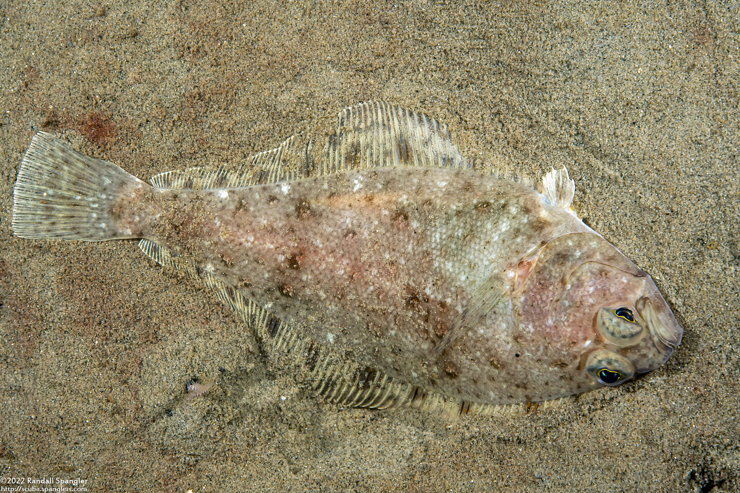 Citharichthys stigmaeus (Speckled Sanddab)