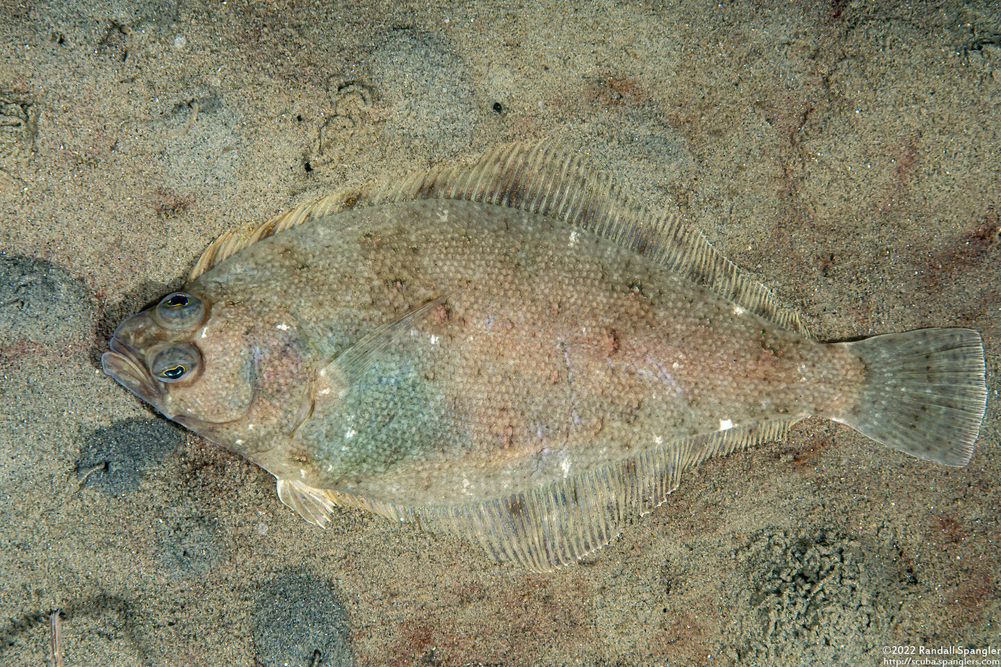 Citharichthys stigmaeus (Speckled Sanddab)