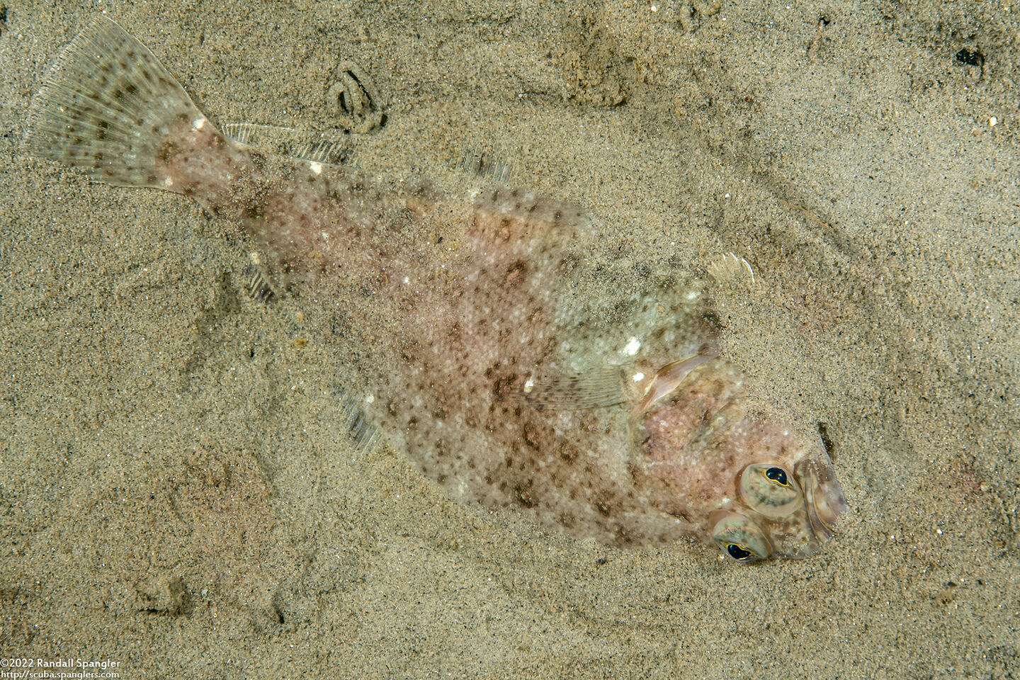 Citharichthys stigmaeus (Speckled Sanddab)