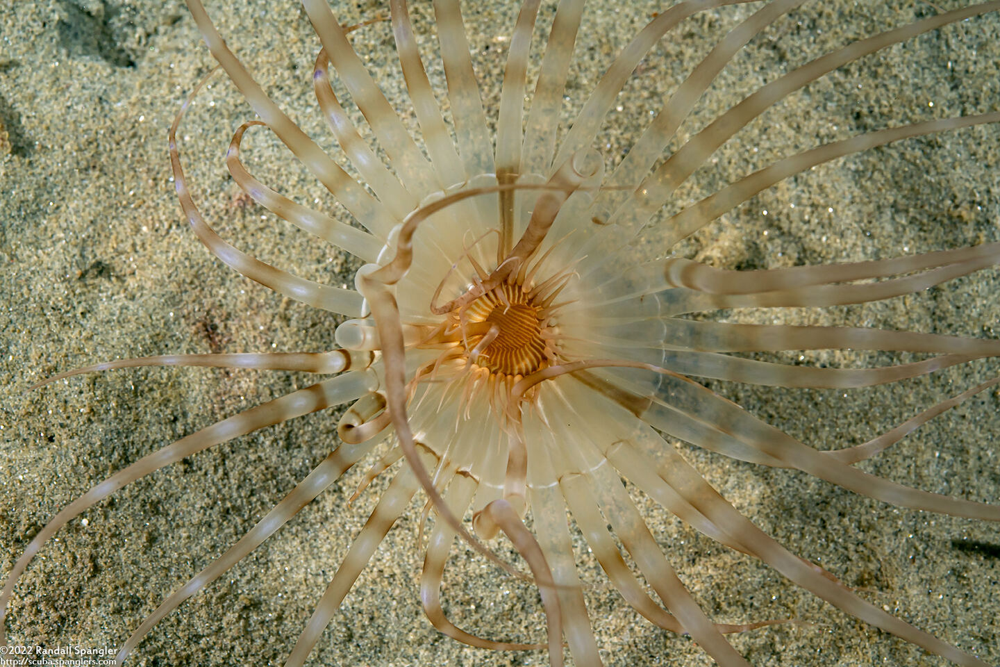 Pachycerianthus aestuari (Pachycerianthus Aestuari)