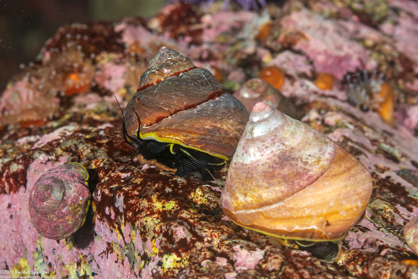 Tegula pulligo (Brown Turban Snail)