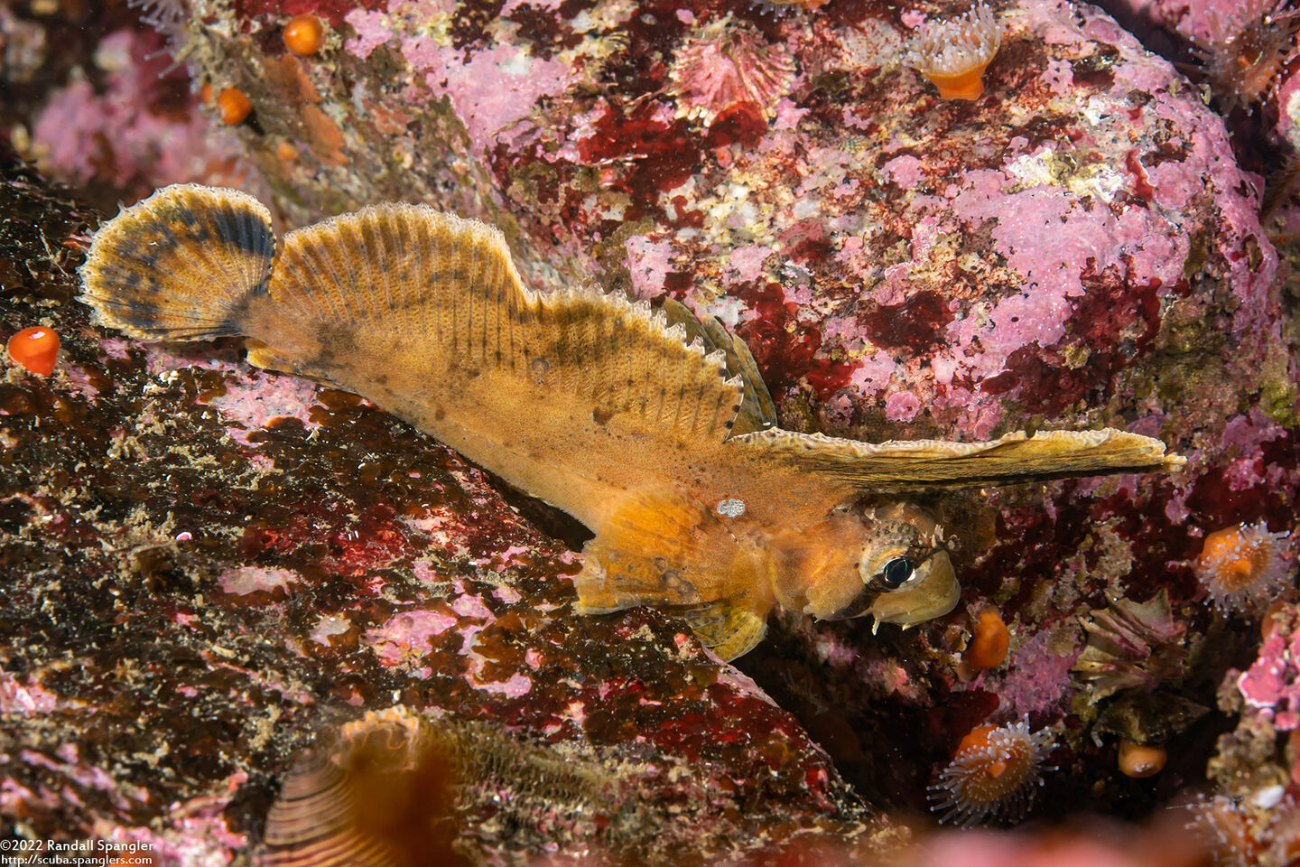 Nautichthys oculofasciatus (Sailfin Sculpin)
