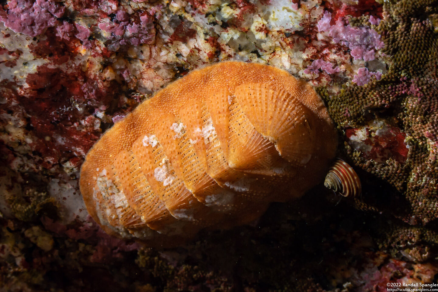 Lepidozona mertensii (Merten's Chiton)