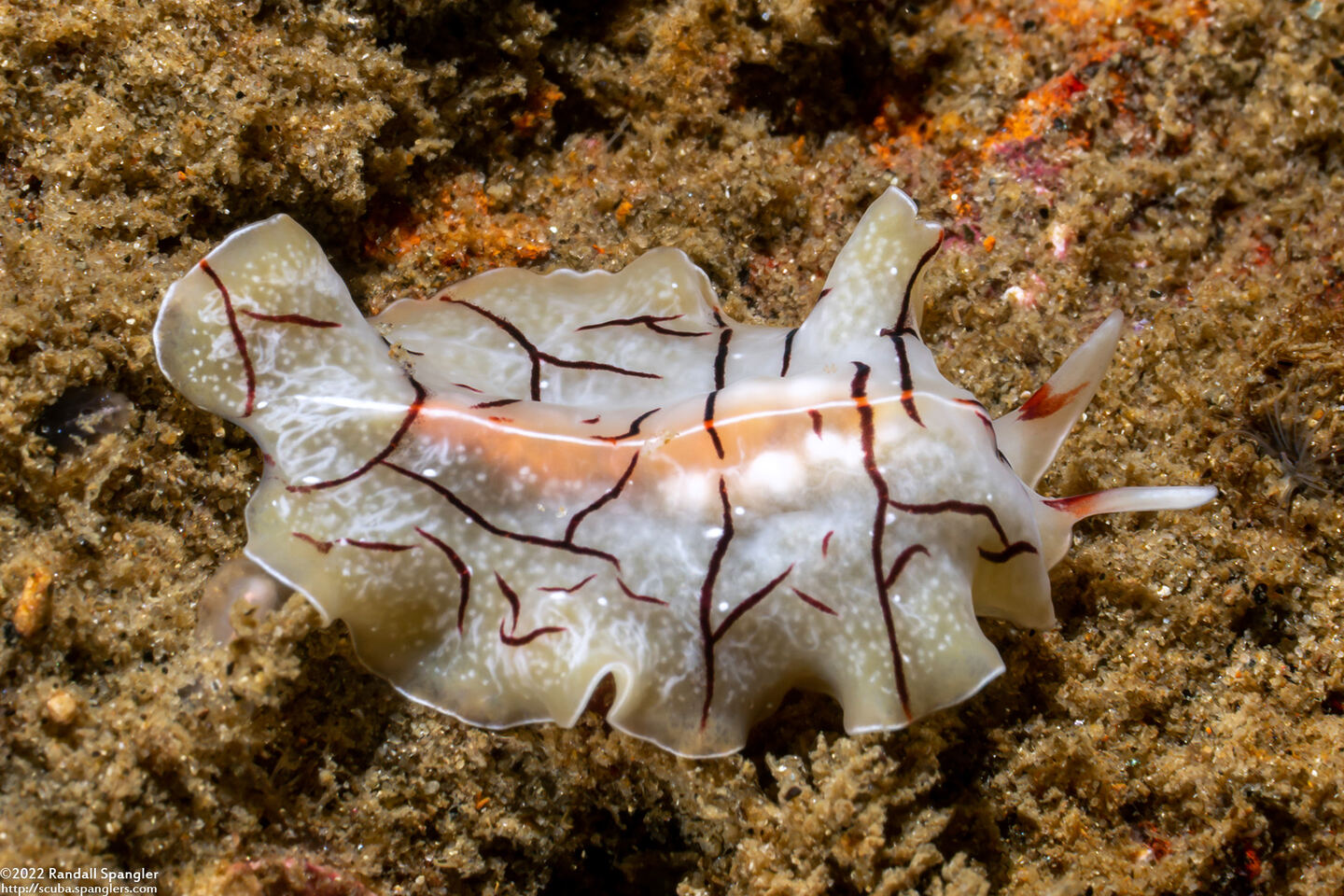 Eurylepta californica (Montgomery's Flatworm)