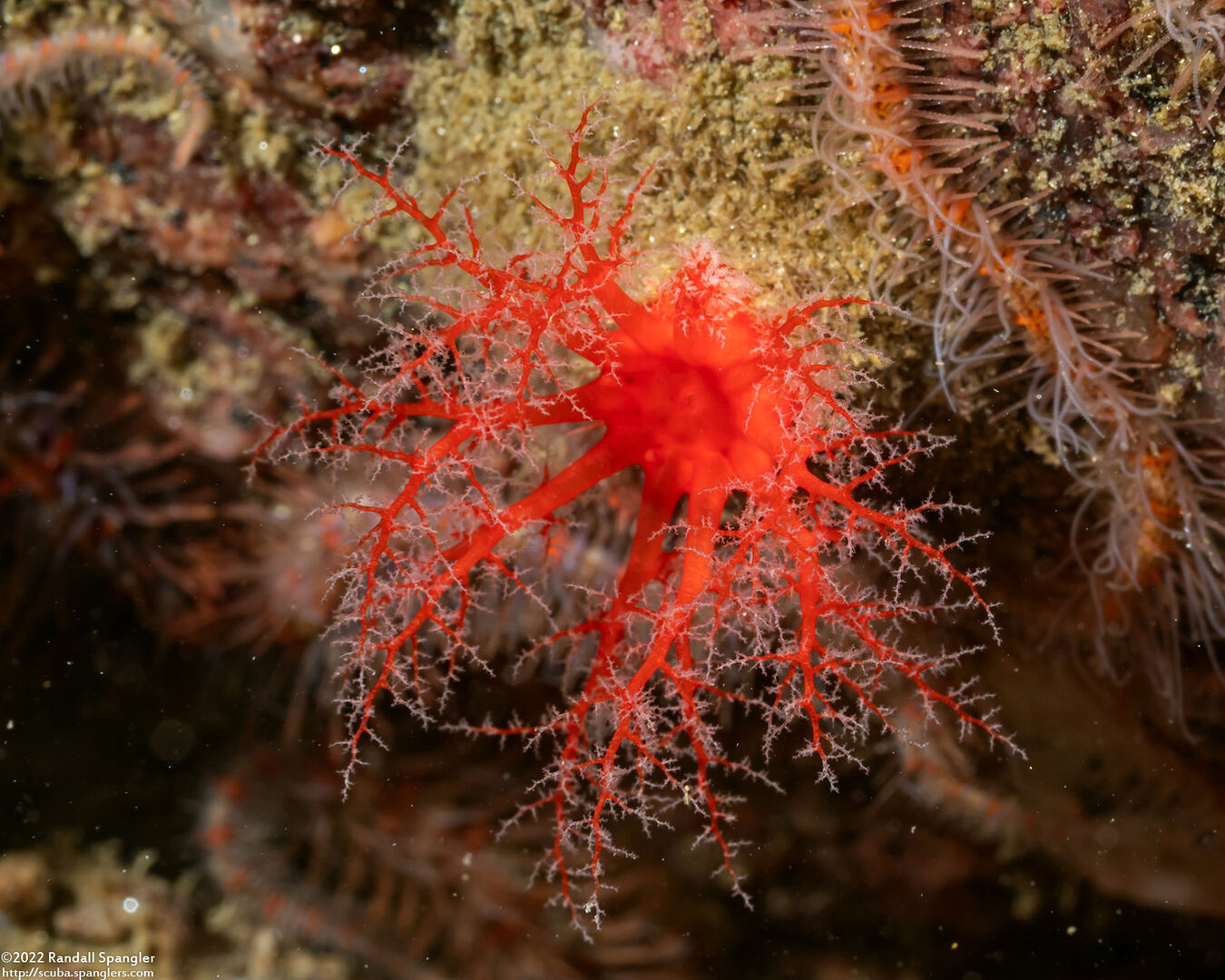 Psolus chitonoides (Slipper Sea Cucumber)
