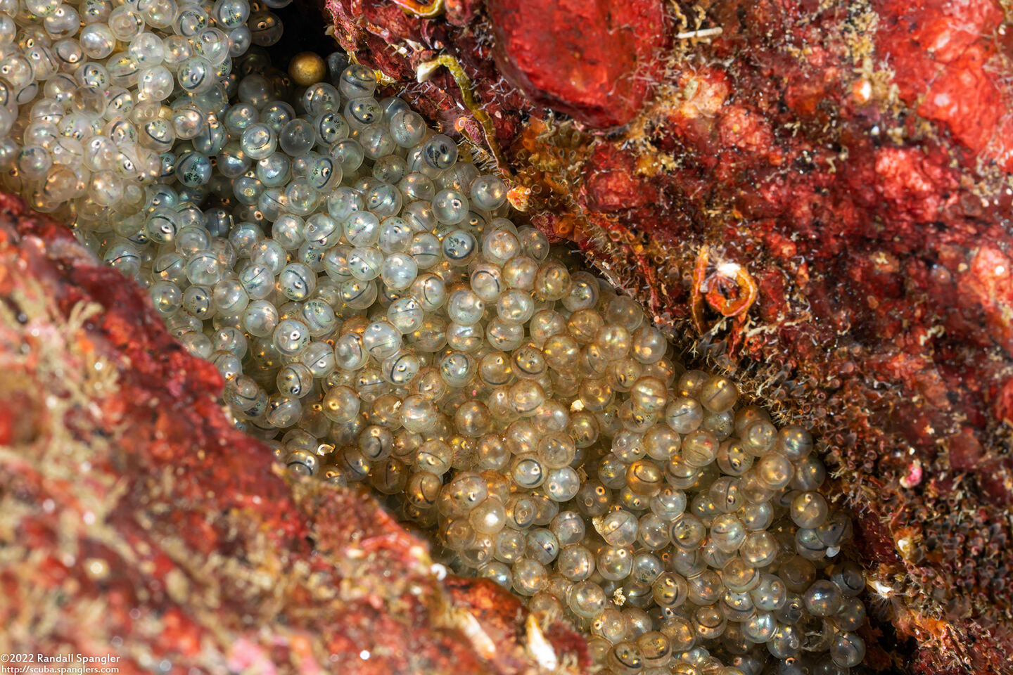 Hexagrammos decagrammus (Kelp Greenling)