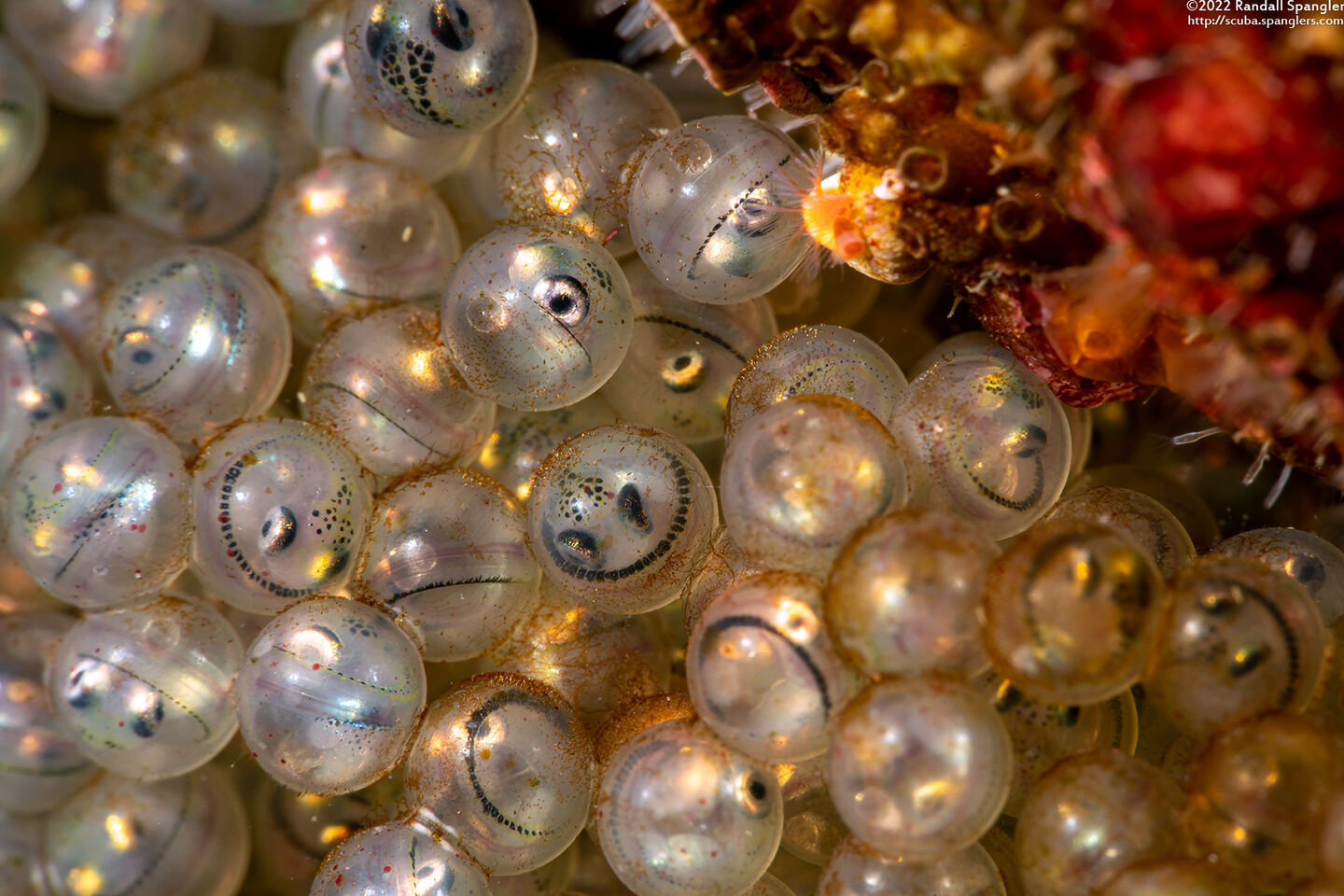 Hexagrammos decagrammus (Kelp Greenling)