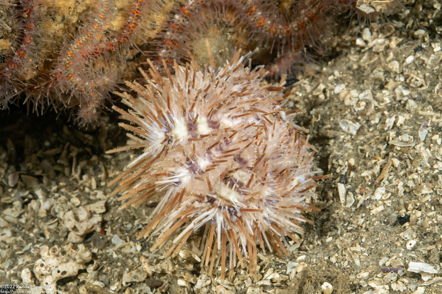 Lytechinus pictus (White Sea Urchin)