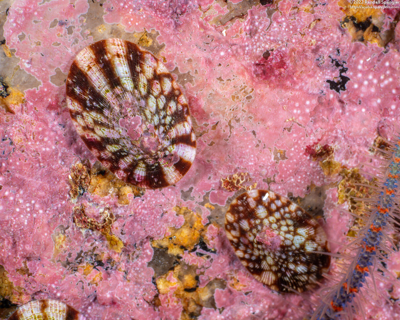 Testudinalia testudinalis (Common Tortoiseshell Limpet)