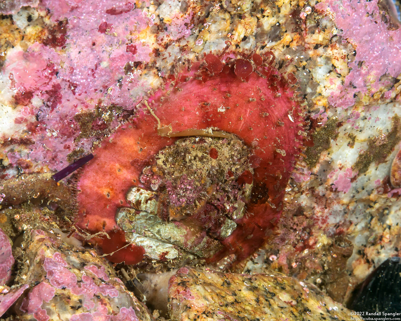 Placiphorella velata (Veiled Chiton)