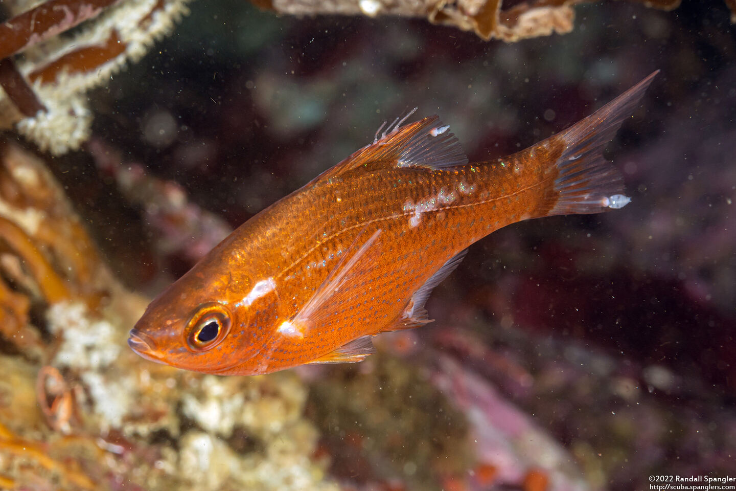 Brachyistius frenatus (Kelp Perch)