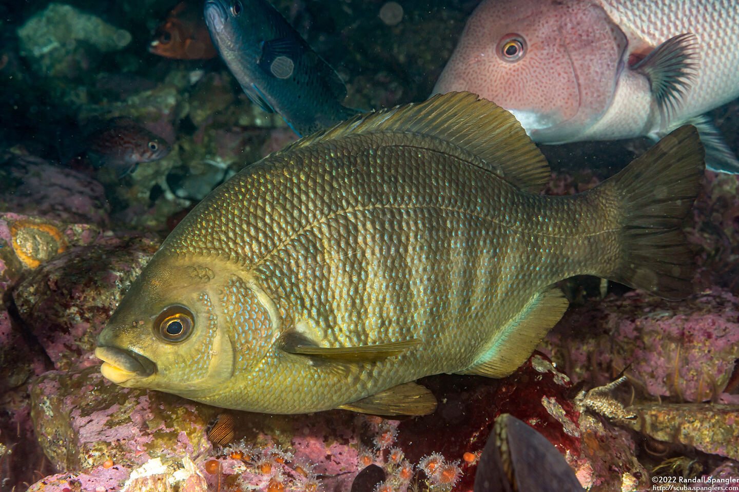 Embiotoca jacksoni (Black Perch)