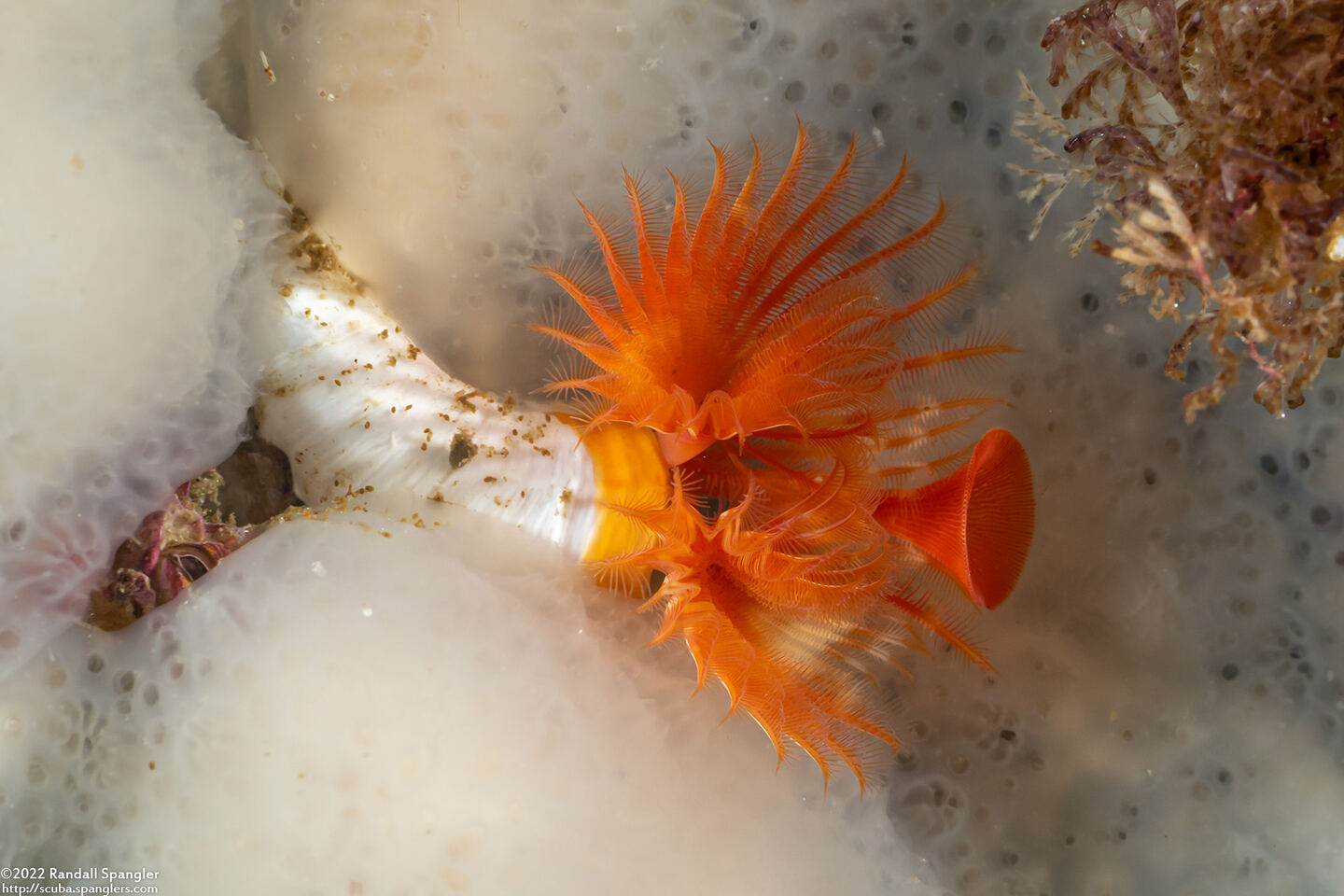 Serpula columbiana (Serpulid Worm)