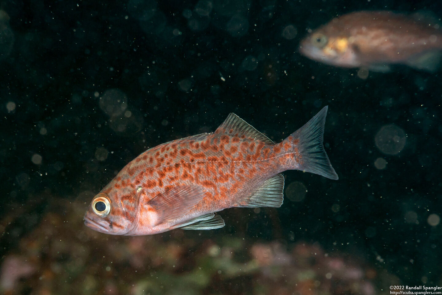 Sebastes mystinus (Blue Rockfish)