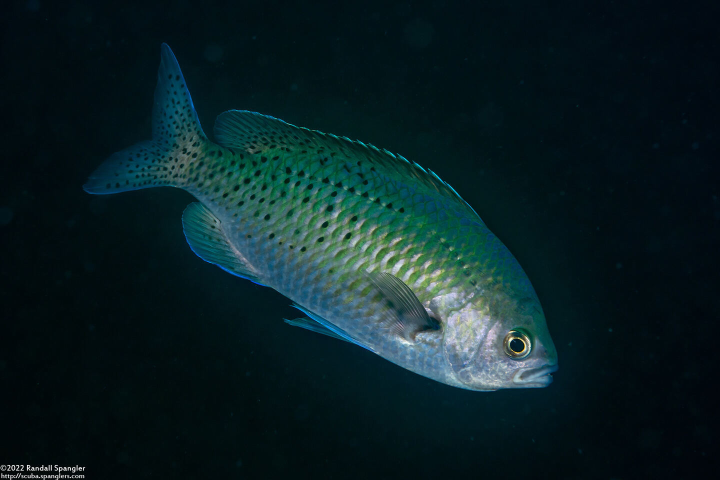 Chromis punctipinnis (Blacksmith)