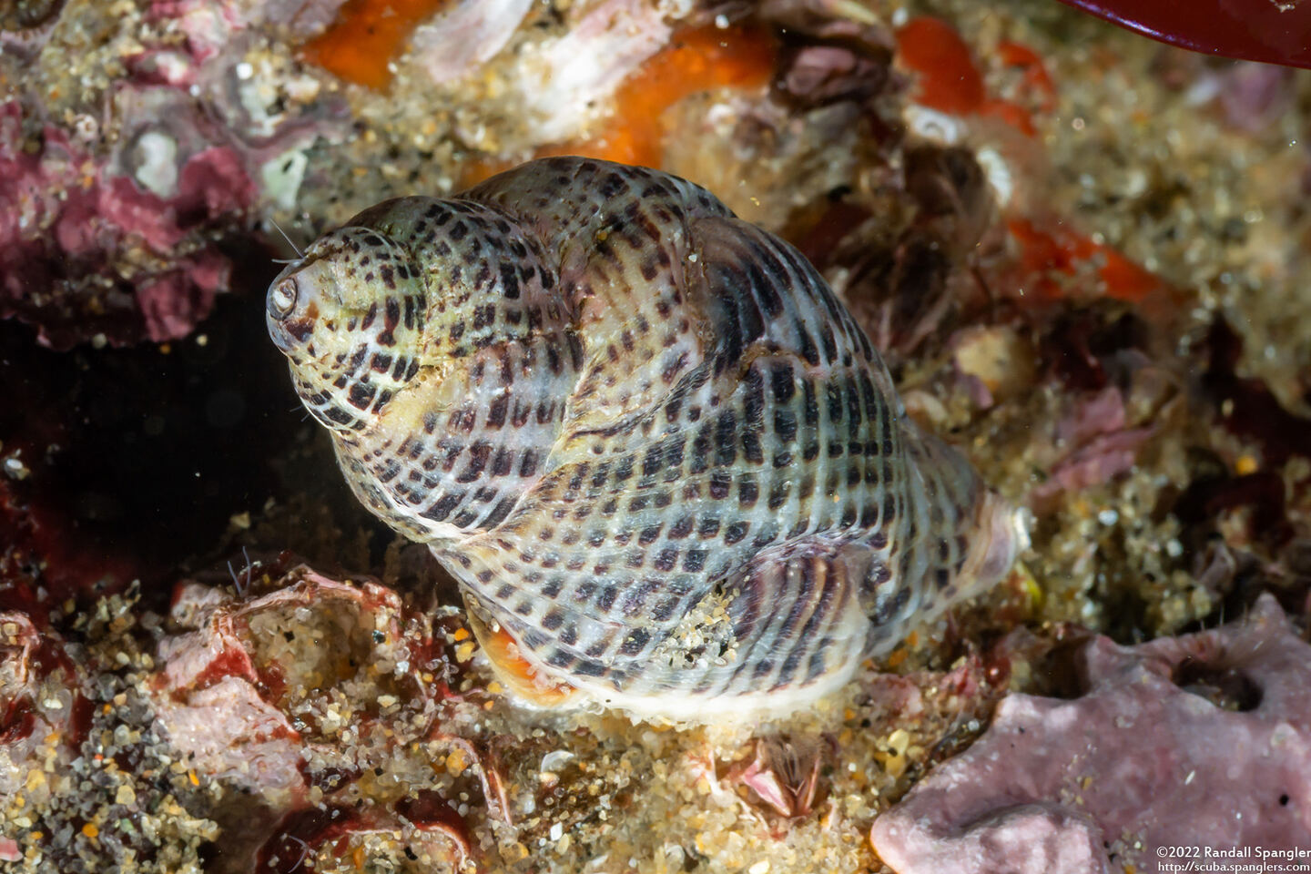 Acanthinucella spirata (Angled Unicorn)