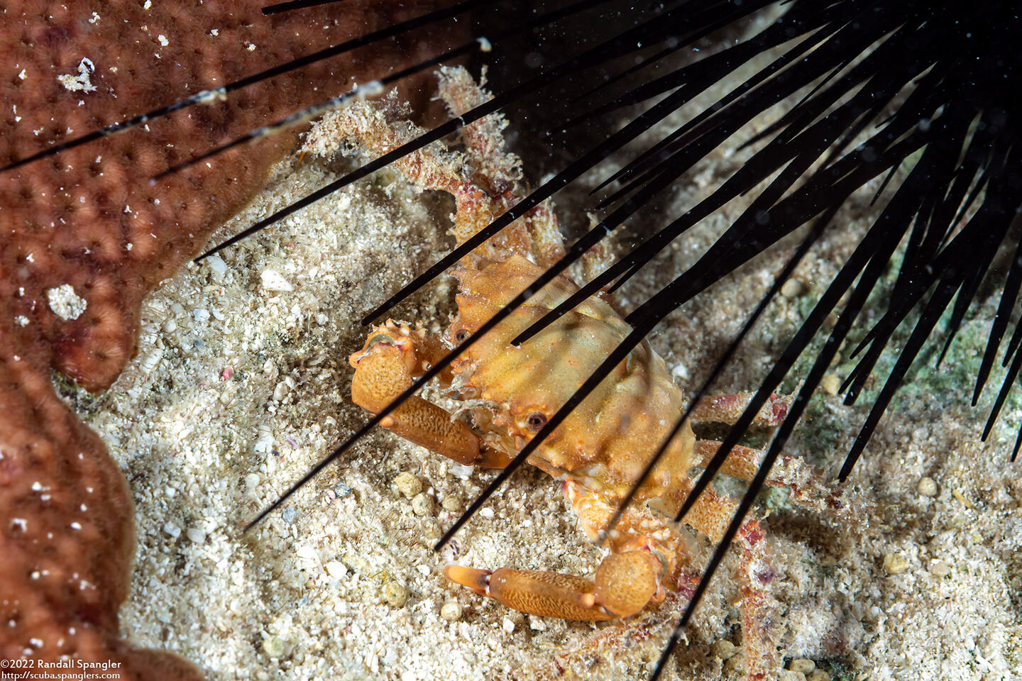 Mithrax hispidus (Coral Clinging Crab)