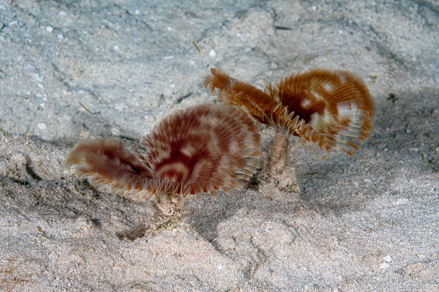 Anamobaea orstedii (Splitcrown Feather Duster)