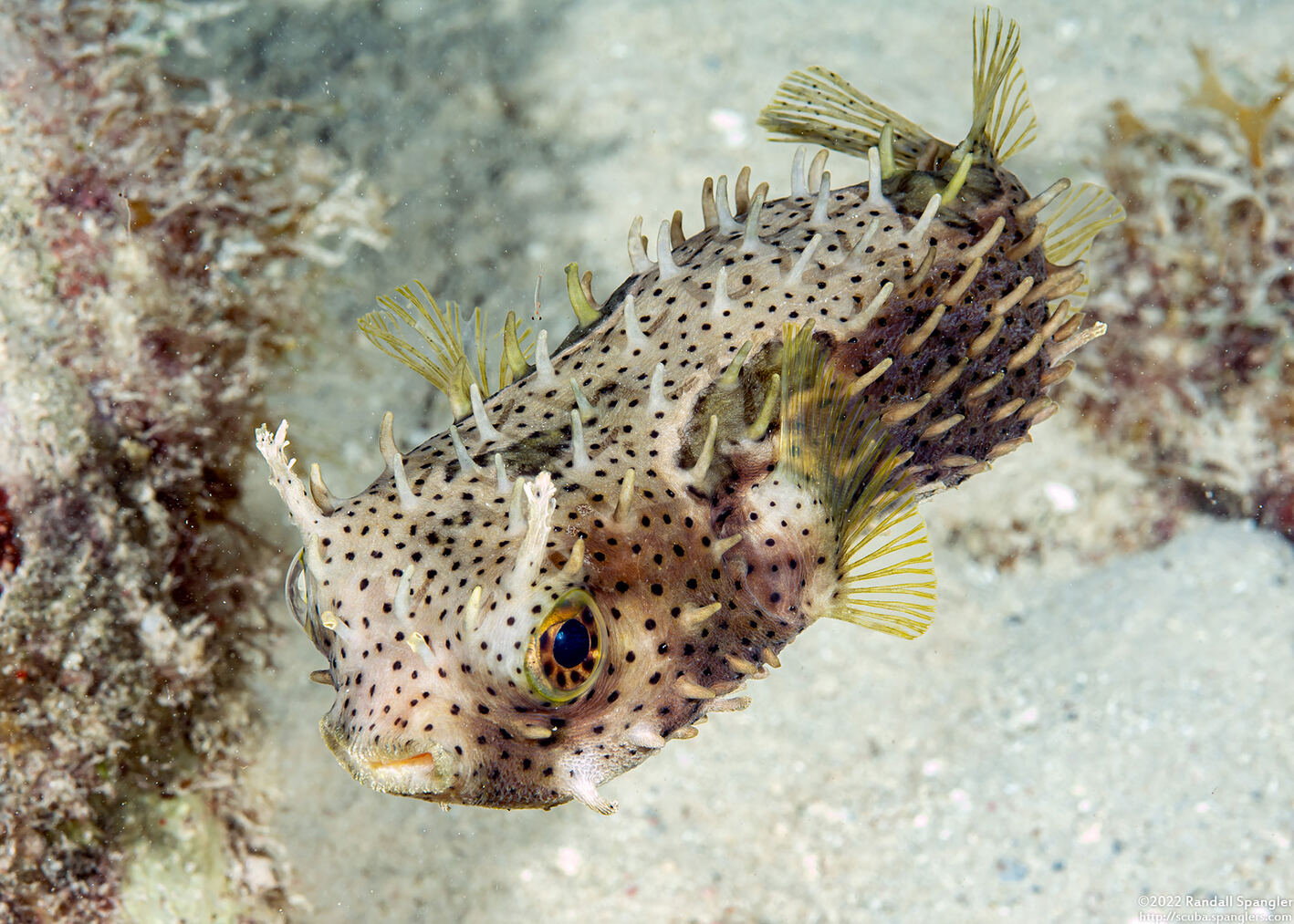 Chilomycterus antennatus (Bridled Burrfish)