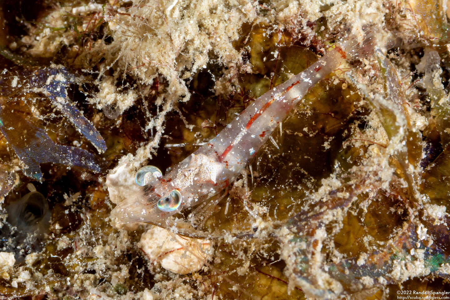 Metapenaeopsis goodei (Velvet Shrimp)