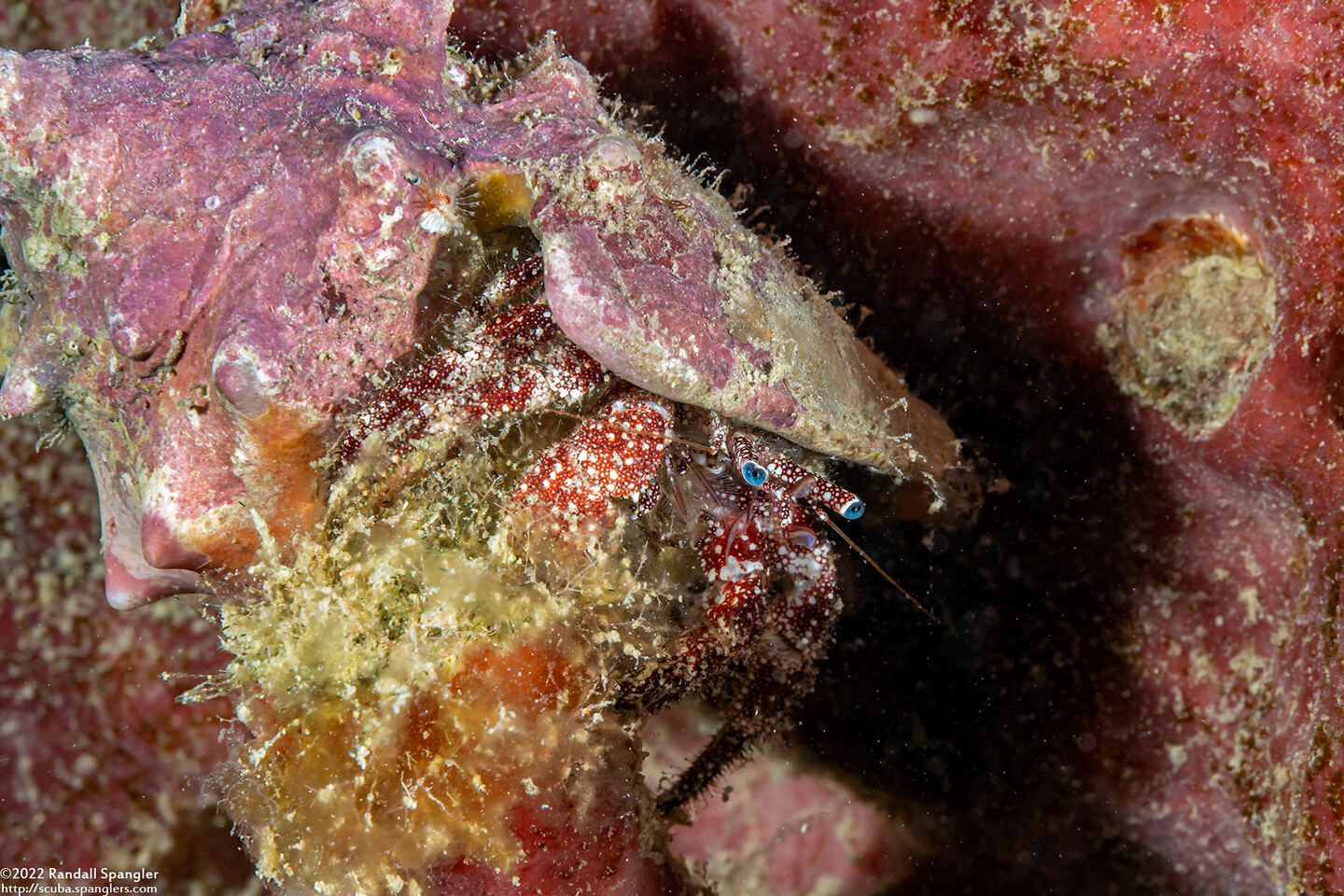 Paguristes puncticeps (Whitespeckled Hermit Crab)