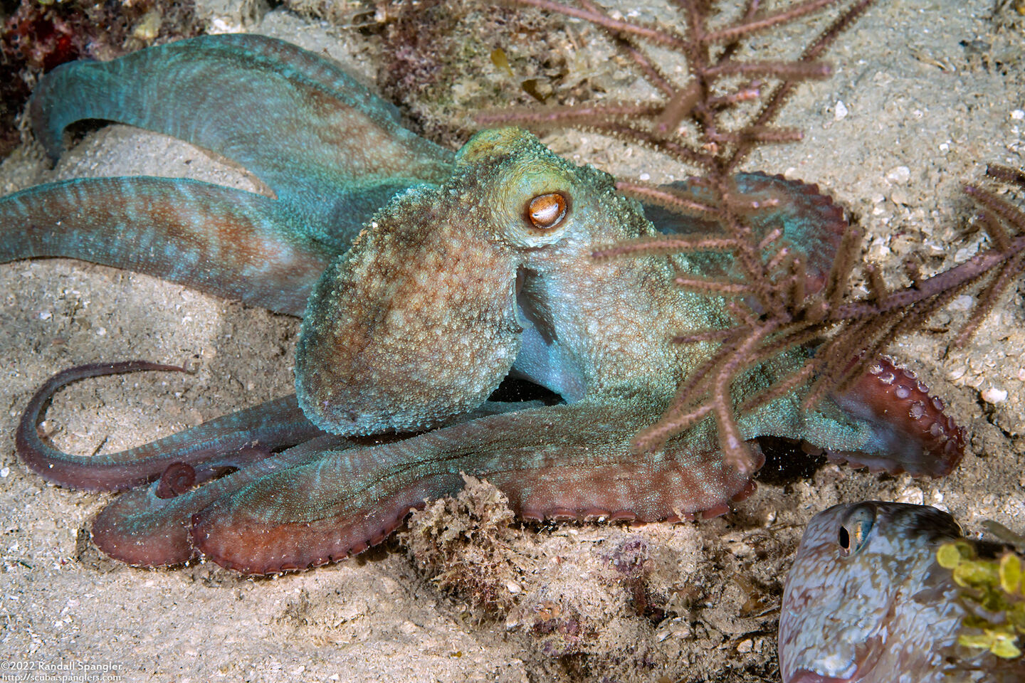 Octopus briareus (Caribbean Reef Octopus)