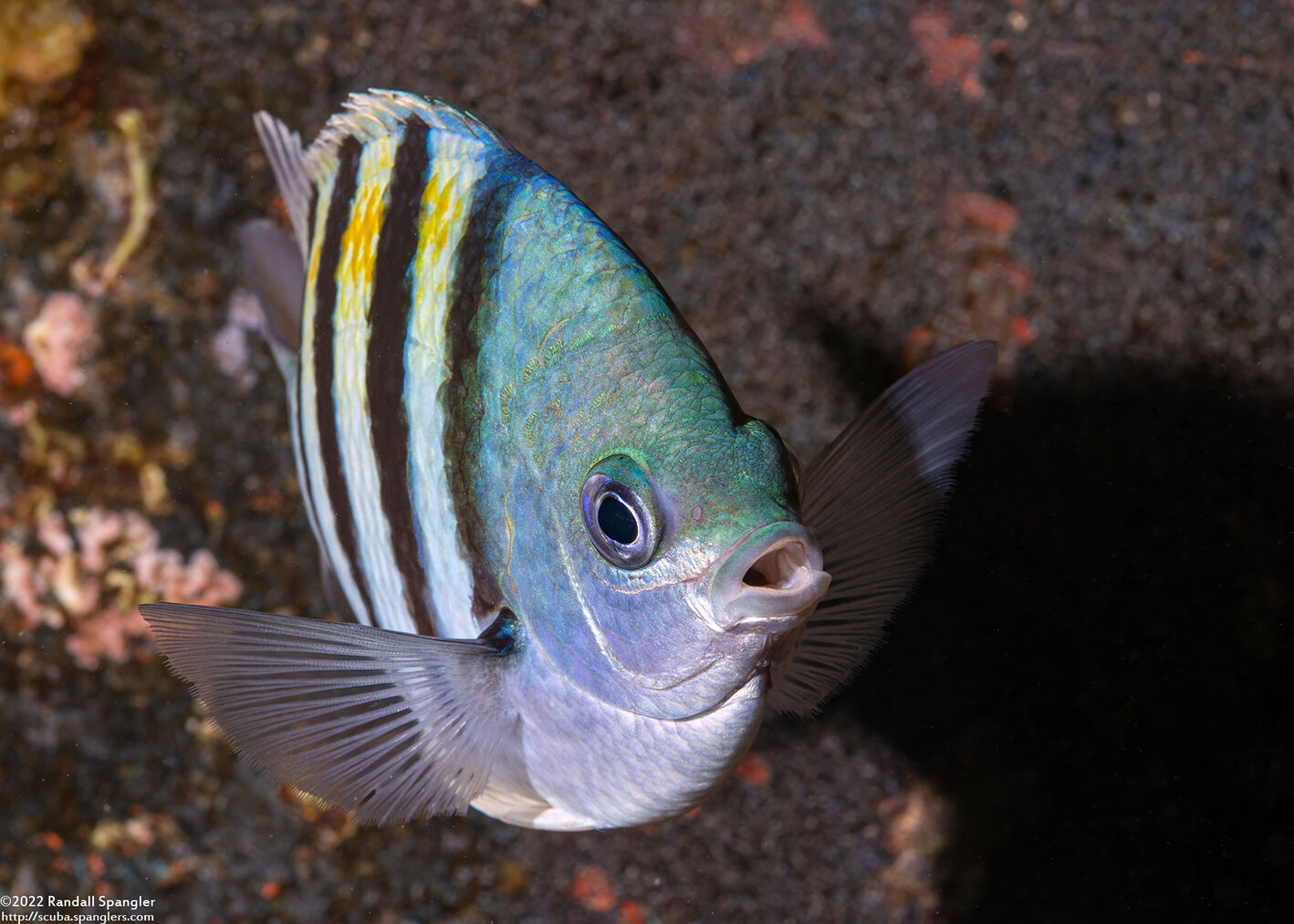 Abudefduf saxatilis (Sergeant Major)