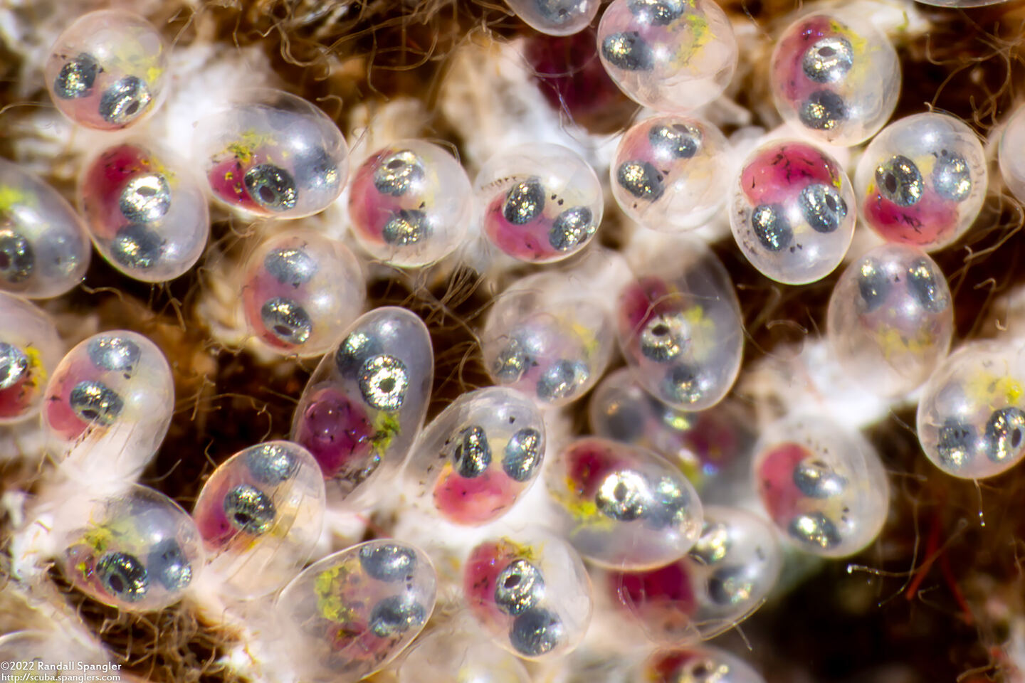 Abudefduf saxatilis (Sergeant Major)