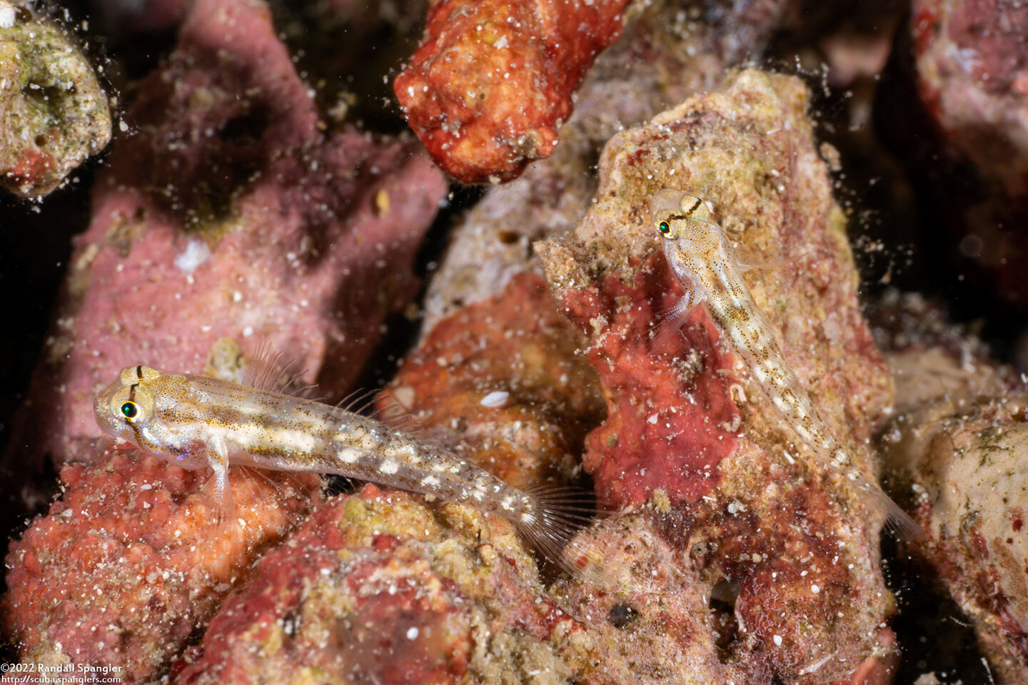 Gnatholepis thompsoni (Goldspot Goby)