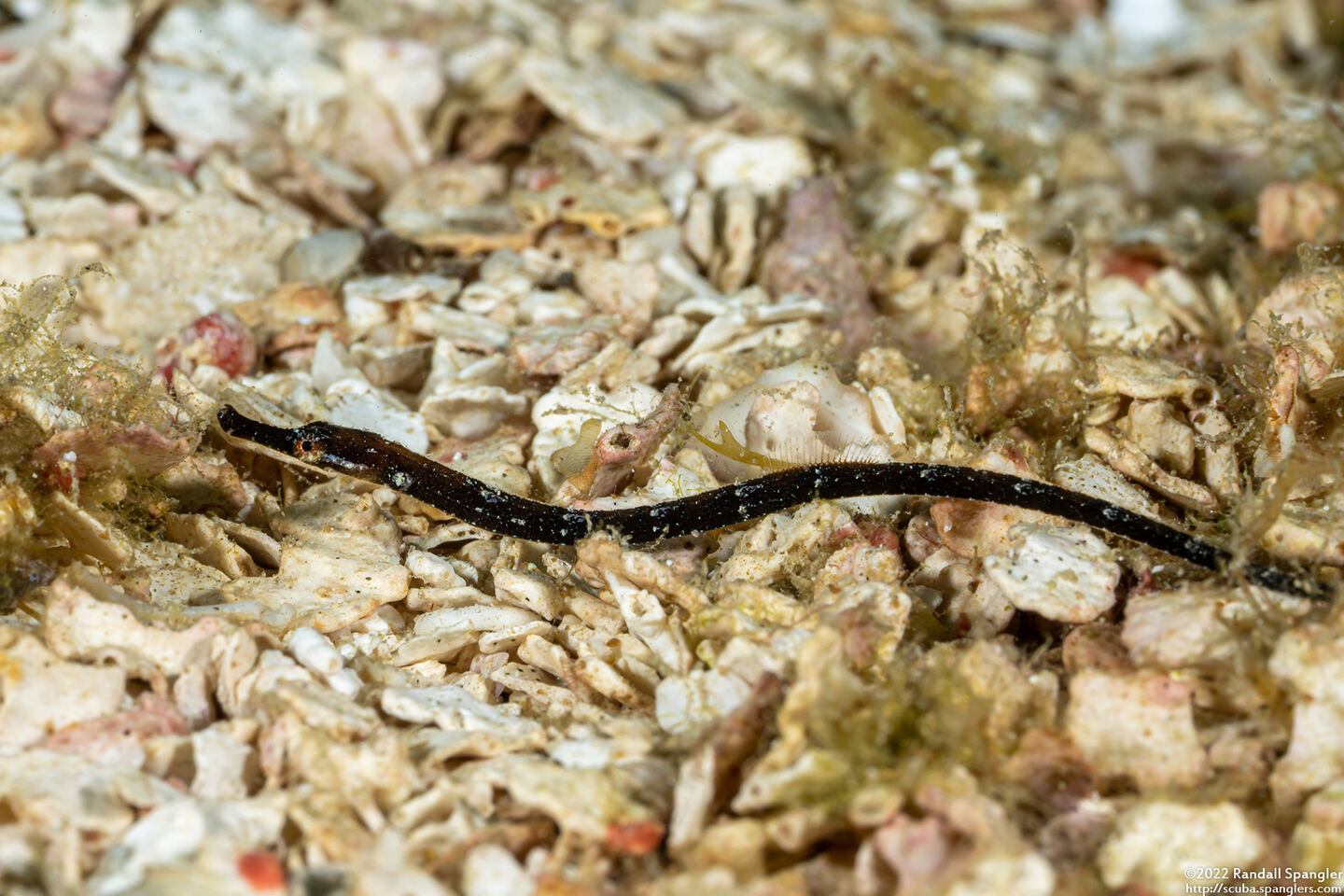 Cosmocampus albirostris (Shortfin Pipefish)