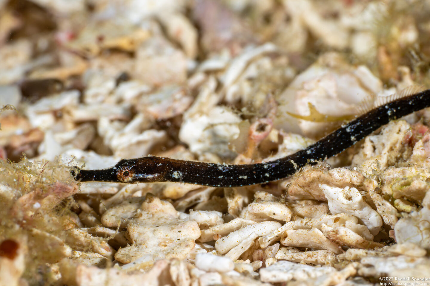 Cosmocampus albirostris (Shortfin Pipefish)