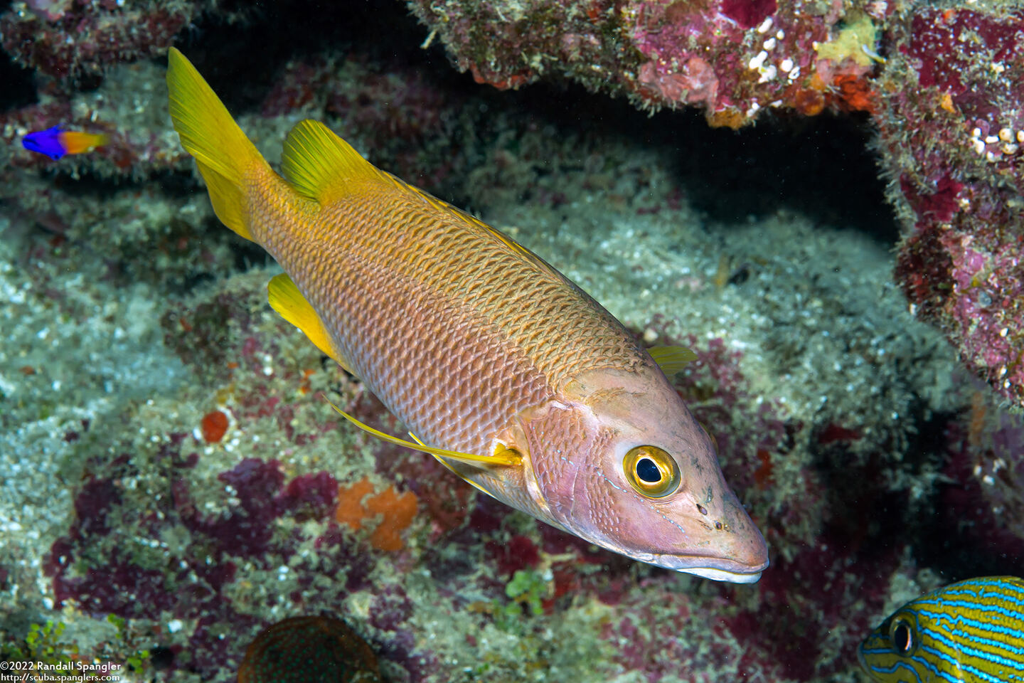 Lutjanus apodus (Schoolmaster)