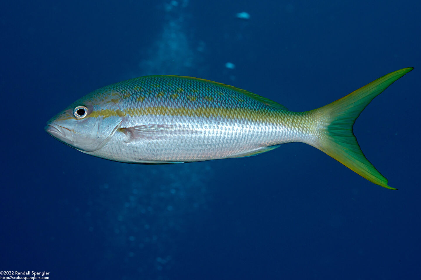 Ocyurus chrysurus (Yellowtail Snapper)