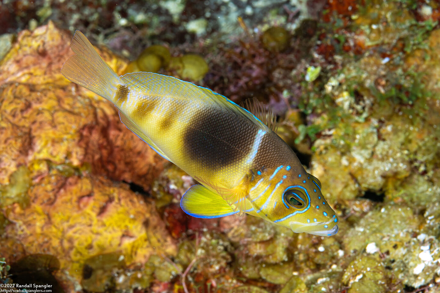 Hypoplectrus puella (Barred Hamlet)