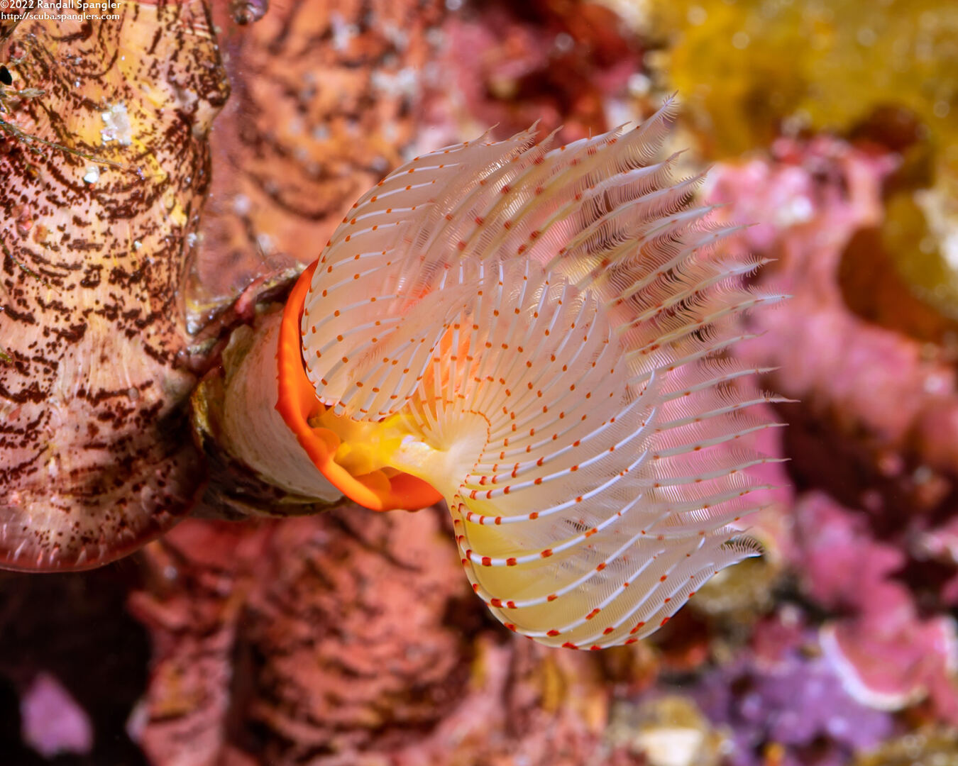Protula sp.1 (Red-Spotted Horseshoe Worm)