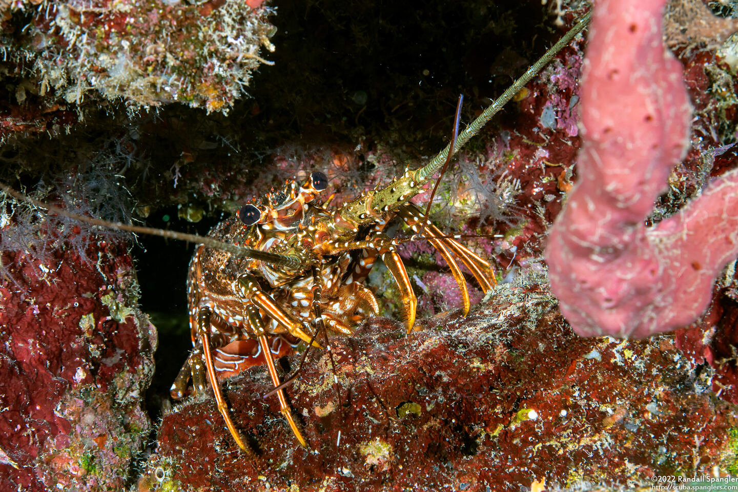Panulirus argus (Caribbean Spiny Lobster)