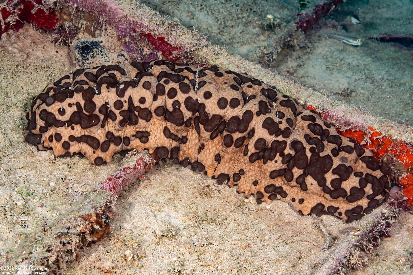 Isostichopus badionotus (Three Rowed Sea Cucumber)