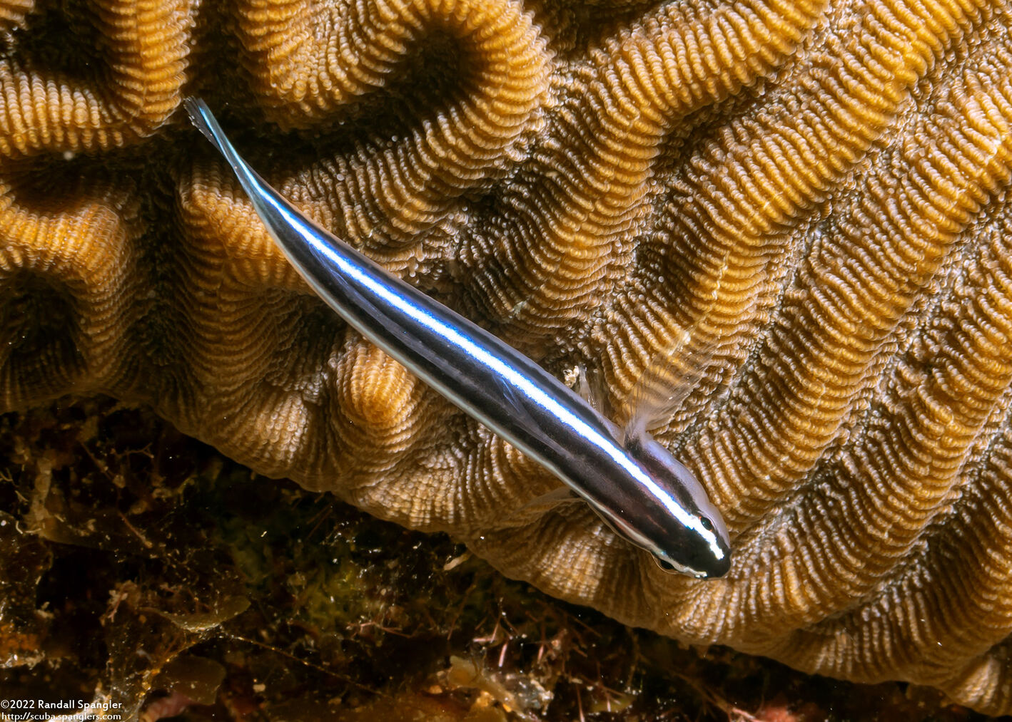 Elacatinus lobeli (Caribbean Neon Goby)