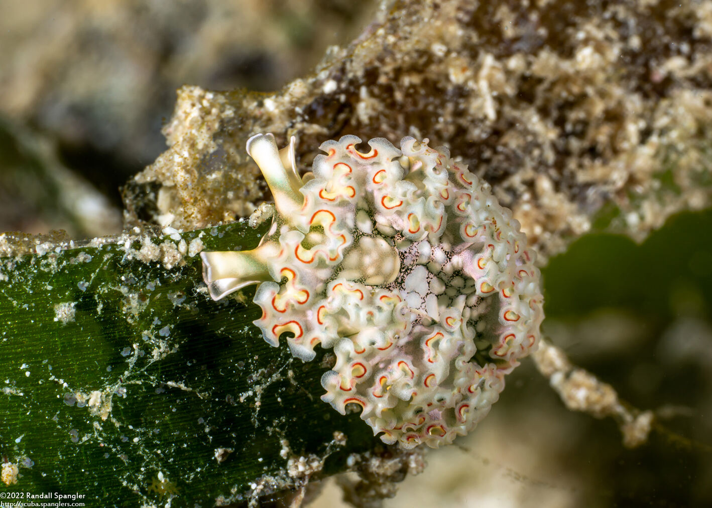 Elysia crispata (Lettuce Slug)
