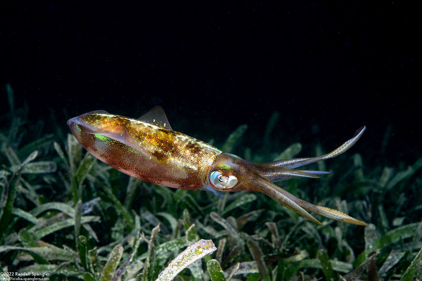 Sepioteuthis sepioidea (Caribbean Reef Squid)