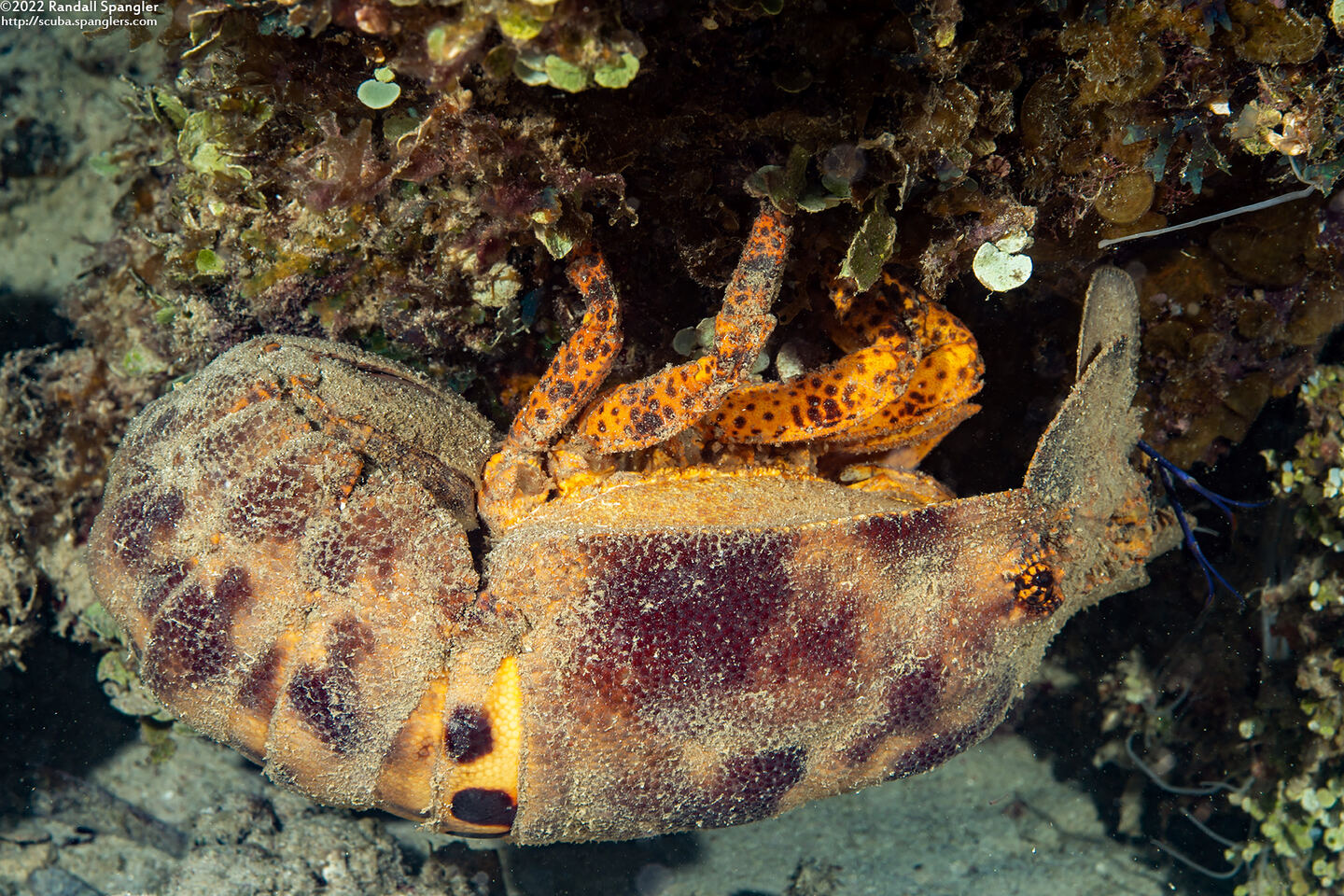 Scyllarides aequinoctialis (Spanish Slipper Lobster)
