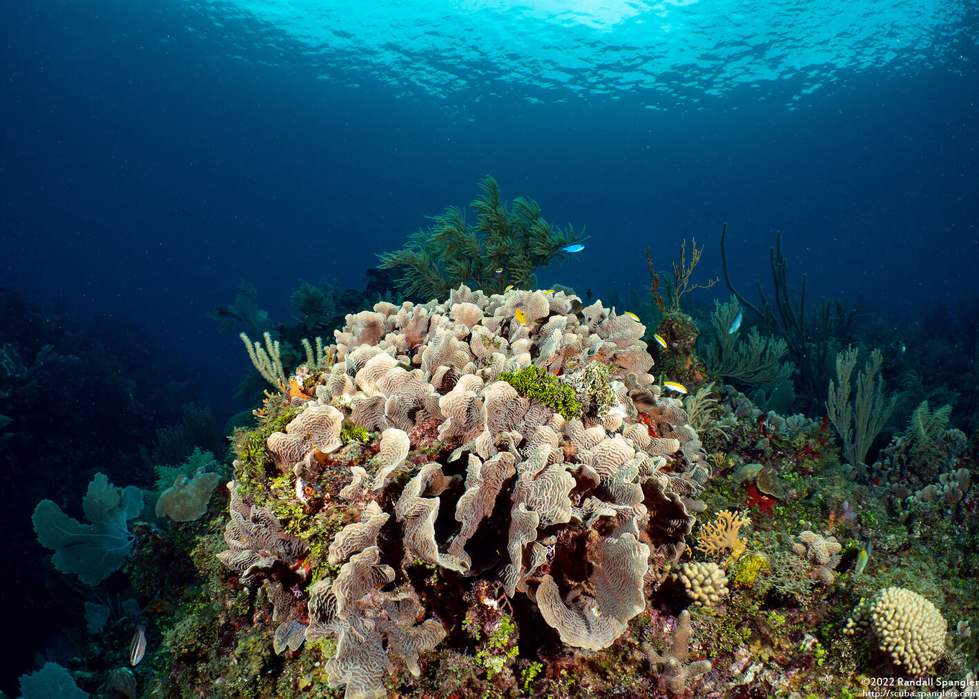 Agaricia tenuifolia (Thin Leaf Lettuce Coral)