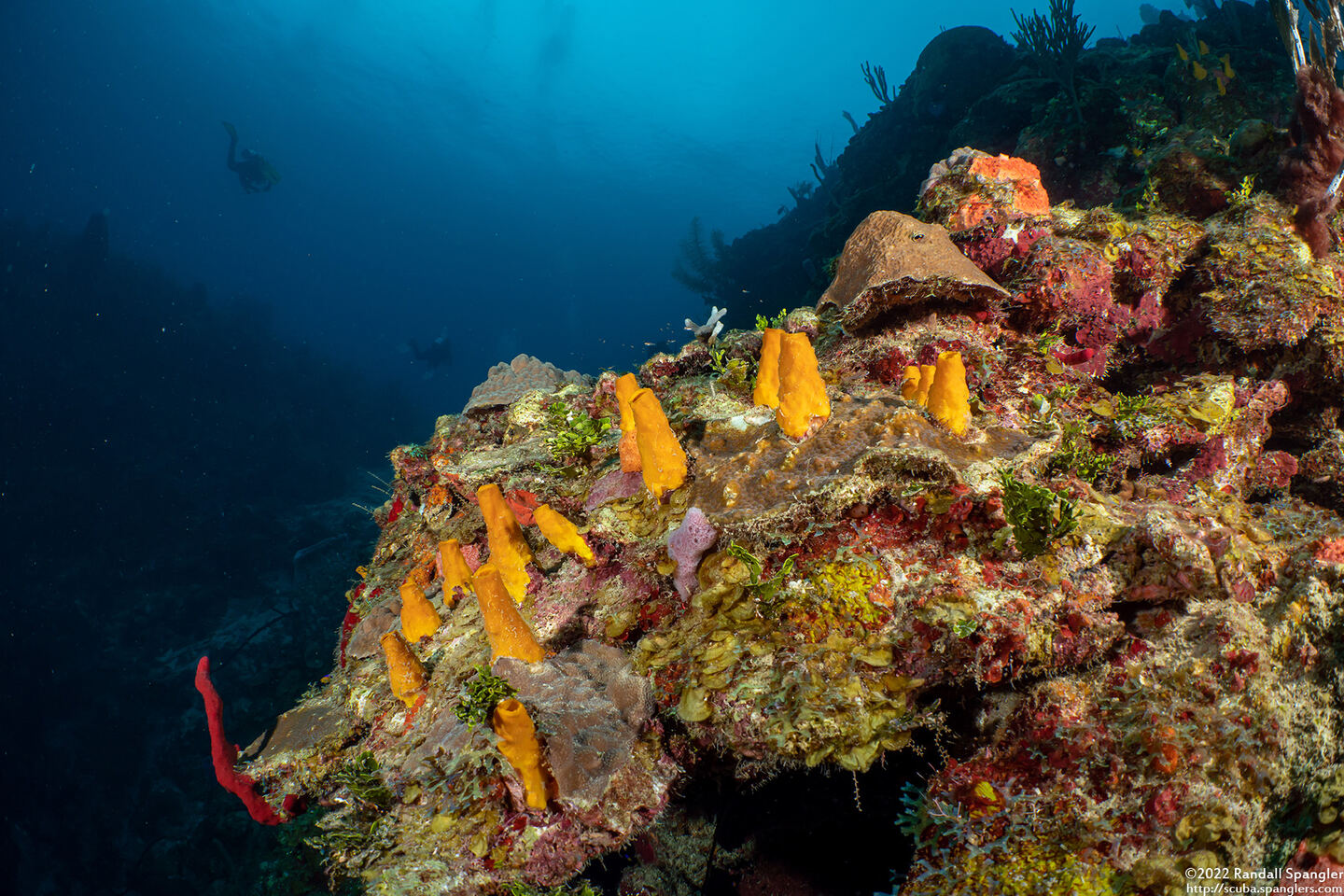 Siphonodictyon coralliphagum (Variable Boring Sponge)