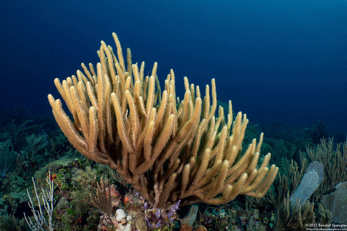 Pseudoplexaura sp.1 (Porous Sea Rod)