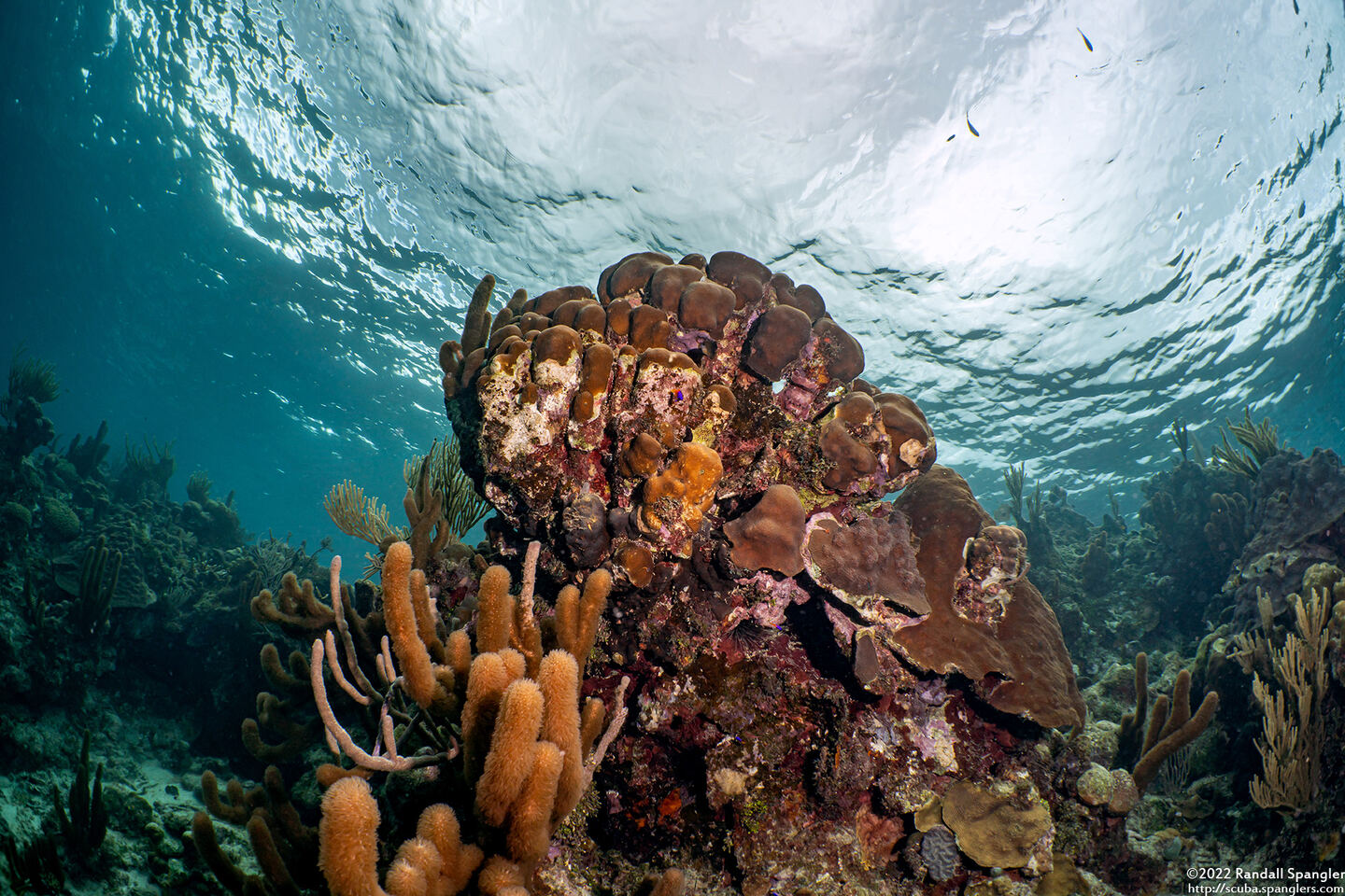 Orbicella annularis (Lobed Star Coral)